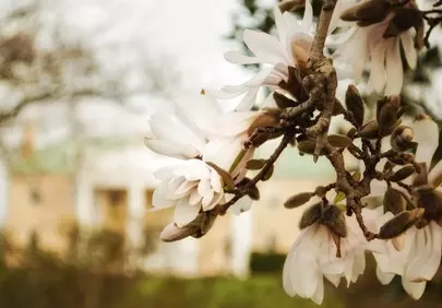Graceful White Magnolias: Serene Bloom Wallpaper