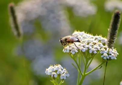 Vibrant Bee on Yarrow: Nature's Delicate Dance