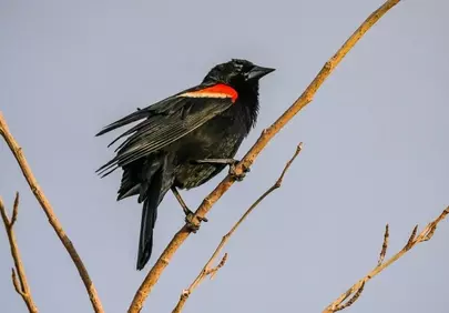 Vibrant Red-Winged Blackbird Perched on Branch