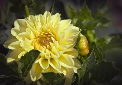 Vibrant Yellow Dahlia: A Garden's Summer Bloom Close-Up