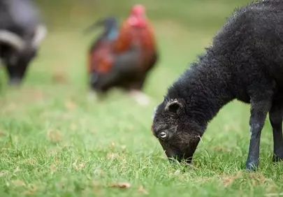 Charming Ouessant Lamb Grazing Peacefully in Lush Green Field