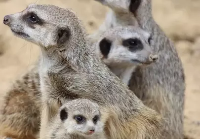 Alert Meerkat Family: Guardians of the Savanna