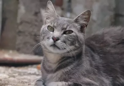 Stunning Grey Tabby Cat Relaxing Outdoors