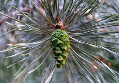 Vibrant Green Pine Cone: A Springtime Forest Jewel