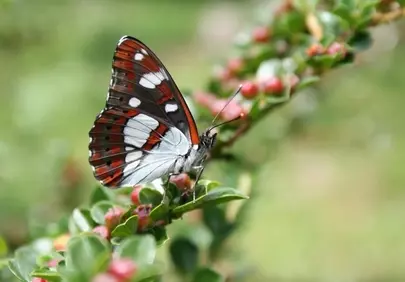Vibrant Silvano Blue Butterfly Perched on Green Leaves