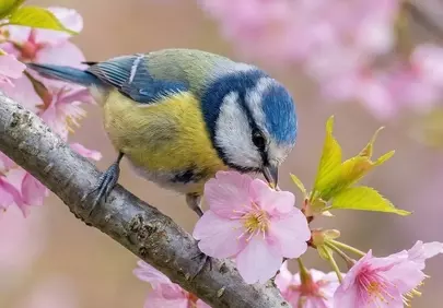 Vibrant Blue Tit Amongst Delicate Cherry Blossoms