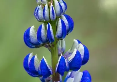 Vibrant Blue Lupine: A Springtime Macro Delight
