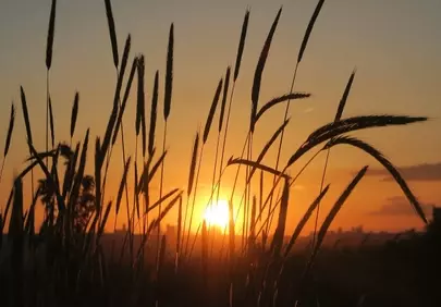 Breathtaking Sunset over Golden Wheat Field