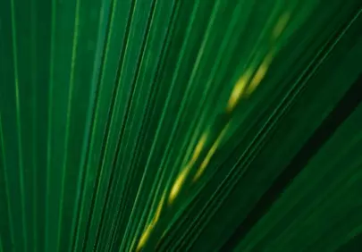 Vibrant Green Palm Leaf Illuminated by Sunbeams