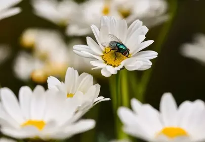 Vibrant Macro: Fly Pollinating White Daisy in Summer