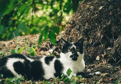 Serene Black & White Cat Resting in Sunlit Garden