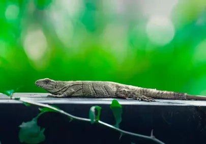 Vibrant Green Nature: Majestic Lizard basking in the Wild
