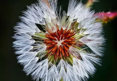 Stunning Dandelion Seed Head: Nature's Delicate Symphony