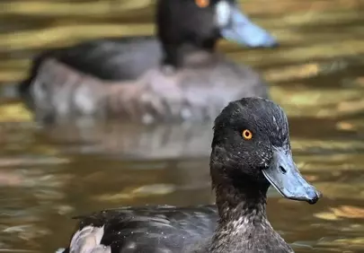 Enchanting Wildlife: Two Wild Ducks Gliding on Serene Water