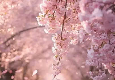 Enchanting Cherry Blossom Tunnel: A Dreamy Spring Escape
