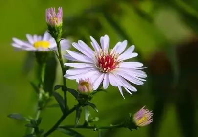 Vibrant Purple Asters: Summer Garden Beauty in Macro