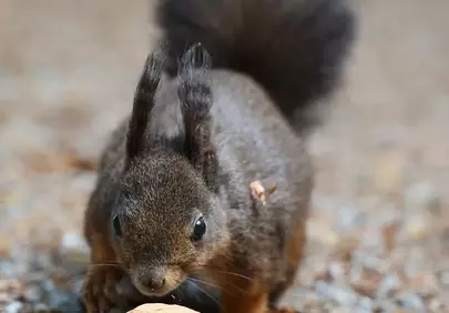 Charming Squirrel Foraging for Walnuts in Autumn Forest