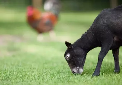 Charming Black Sheep Grazing on Lush Green Pasture