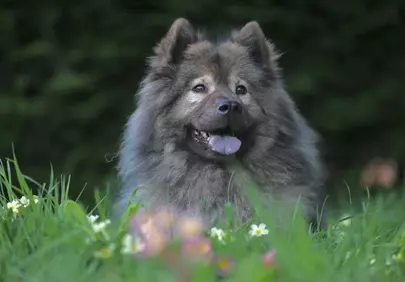 Charming Eurasian Dog Resting in a Vibrant Spring Meadow