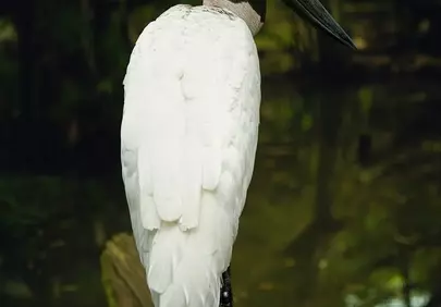Majestic Stork: Solitary Grace in a Serene Wetland