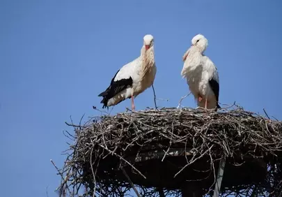 Majestic Storks: Spring Nesting Under a Blue Sky