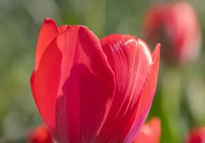 Vibrant Red Tulip in Spring Bloom