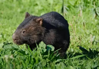 Charming Wombat Grazing: An Australian Wildlife Delight