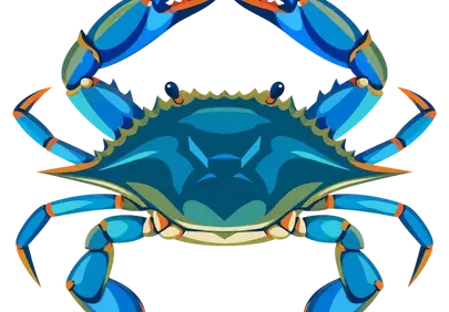 Vibrant Blue Crab: A Stunning Ocean Denizen Illustration