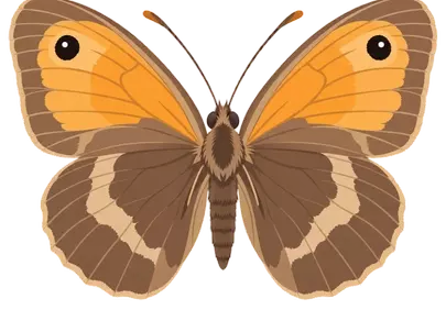 Vibrant Meadow Fritillary: A Charming Summer Insect Illustration