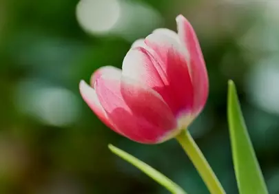Vibrant Tulip Bloom: A Close-Up of Nature's Delicate Beauty