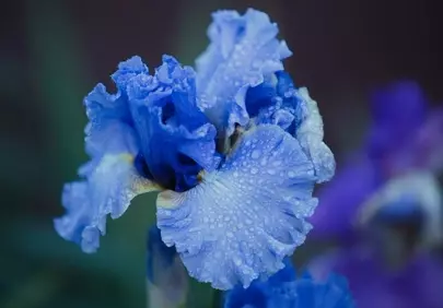 Stunning Blue Iris Blooms: Wet Petals with Dazzling Water Droplets