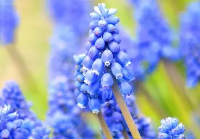 Vibrant Blue Muscari: Spring's Delicate Floral Awakening