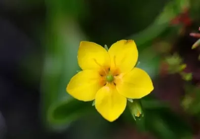 Vibrant Yellow Bloom: A Macro Symphony of Nature's Delight