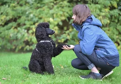 Heartwarming Bond: Girl and Royal Poodle Aglaé Sharing a Paw