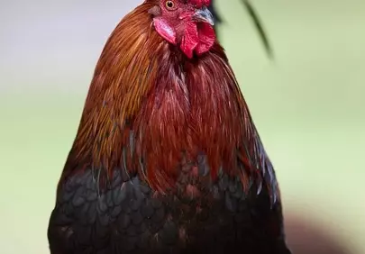 Majestic Rooster: A Close-up of Farm Life's Avian King