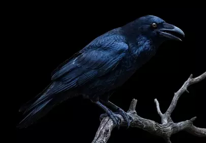 Striking Midnight Raven: Majestic Perched Wildlife Portrait