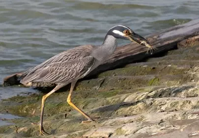 Vivid Night Heron Catches Crab on Rocky Shore