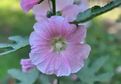 Vibrant Pink Hollyhock: A Stunning Summer Bloom