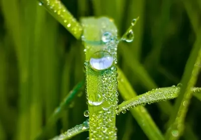 Vibrant Spring: Macro Dew Drops on Fresh Green Grass
