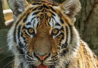 Captivating Tiger Cub: A Glimpse into Wild Majesty