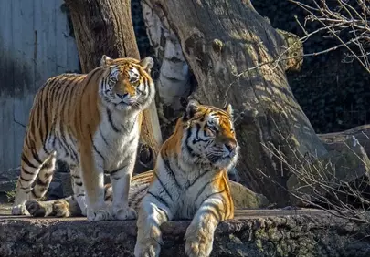 Majestic Amur Tigers: Striking Predators in Their Enclosure