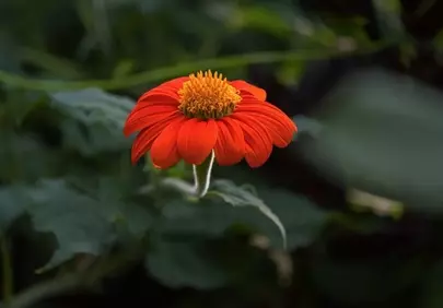 Vibrant Red Flower: Macro Beauty in a Summer Garden