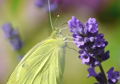 Vibrant Green-Veined White Butterfly on Lavender Blooms