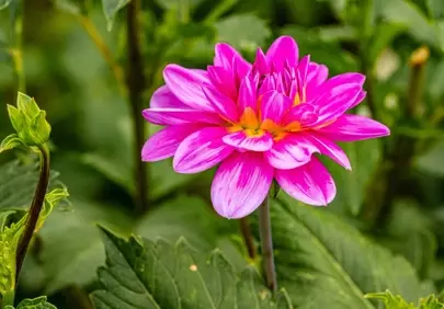 Vibrant Pink Dahlia Bloom: Nature's HD Wallpaper