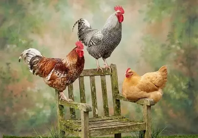 Rustic Charm: Hens & Roosters on a Mossy Bench