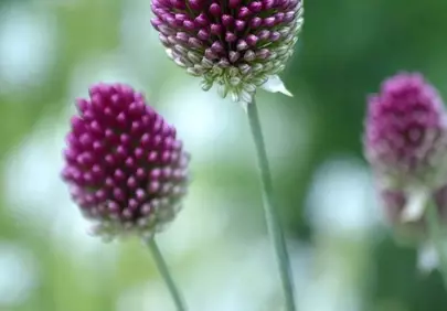Vibrant Purple Allium Blooms: Nature's Spherical Art