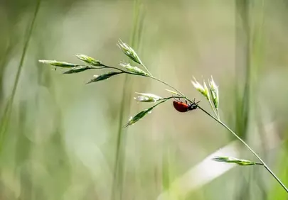 Vibrant Ladybug on Grass: Nature's Delicate Balance