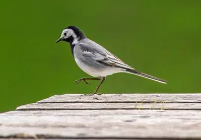 Elegant White Wagtail: Nature's Graceful Songbird