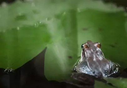 Enchanting Wetland Macro: Frog on Lily Pad Reflection