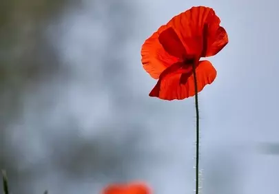 Vibrant Red Poppy: A Glimmer of Summer Serenity